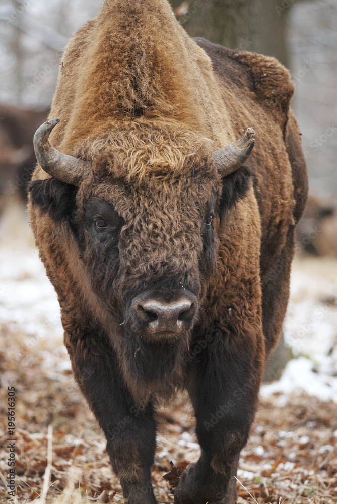 Fototapeta premium European Bison, Bison bonasus, Visent, herbivore in winter, herd, Slovakia