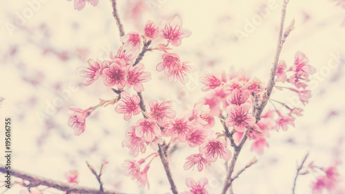 Pink cherry blossom (sakura) in a garden, soft pastel style.