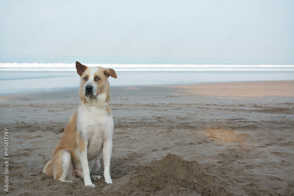 Cute loyal dog sitting on beach front. Sad looking dog waiting patiently for his owner