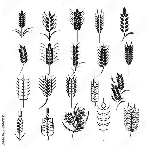 Wheat ear icon set. Cereals Symbols can be used for Organic plants, bread and eat, natural food, agriculture seed. For logo design Natural Product and Farm Company. Vector illustration Flat design