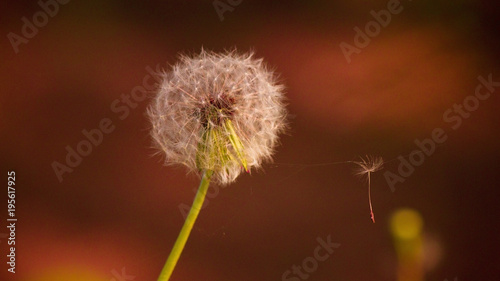 Spring, dandelion.