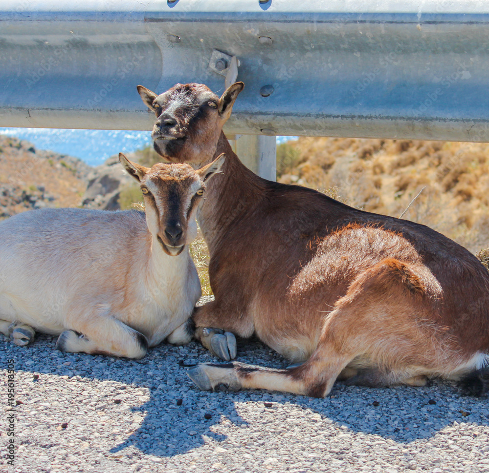 Two goats lying next to each other on the street in Greece Two goats lying next to each other on the street in Greece