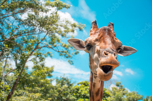 A head shot of giraffe with high tree and blue sky color.