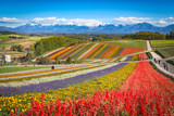 Colorful flower field on the hill at Shikisai no oka farm, Biei, Hokkaido, Japan