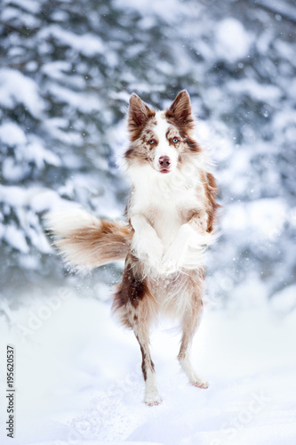 border collie jump on winter background