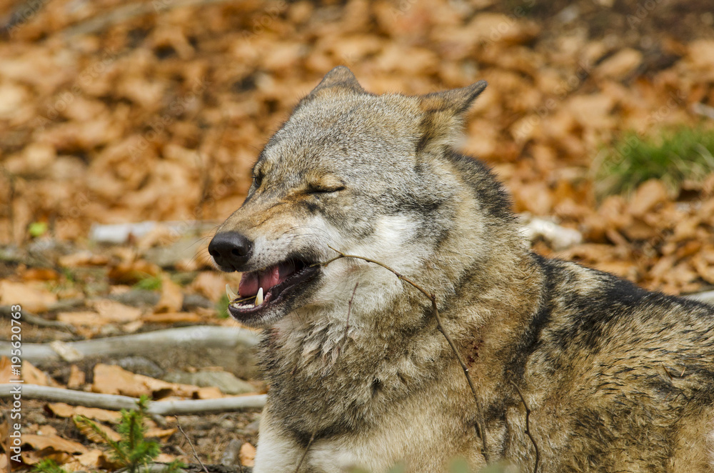 Gray Wolf, Canis lupus, Bavarian Forest National Park, Germany, predator in autumn forest Gray Wolf, Canis lupus, Bavarian Forest National Park, Germany, predator in autumn forest