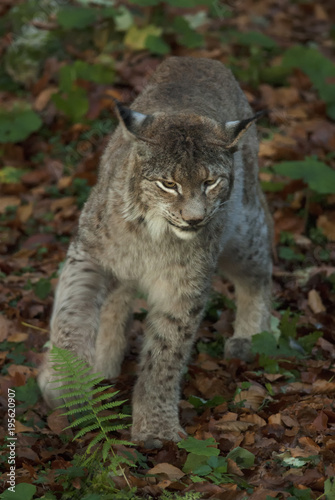 Eurasian Lynx, Lynx lynx, big predator, Bavarian forest National Park, Germany © peterfodor