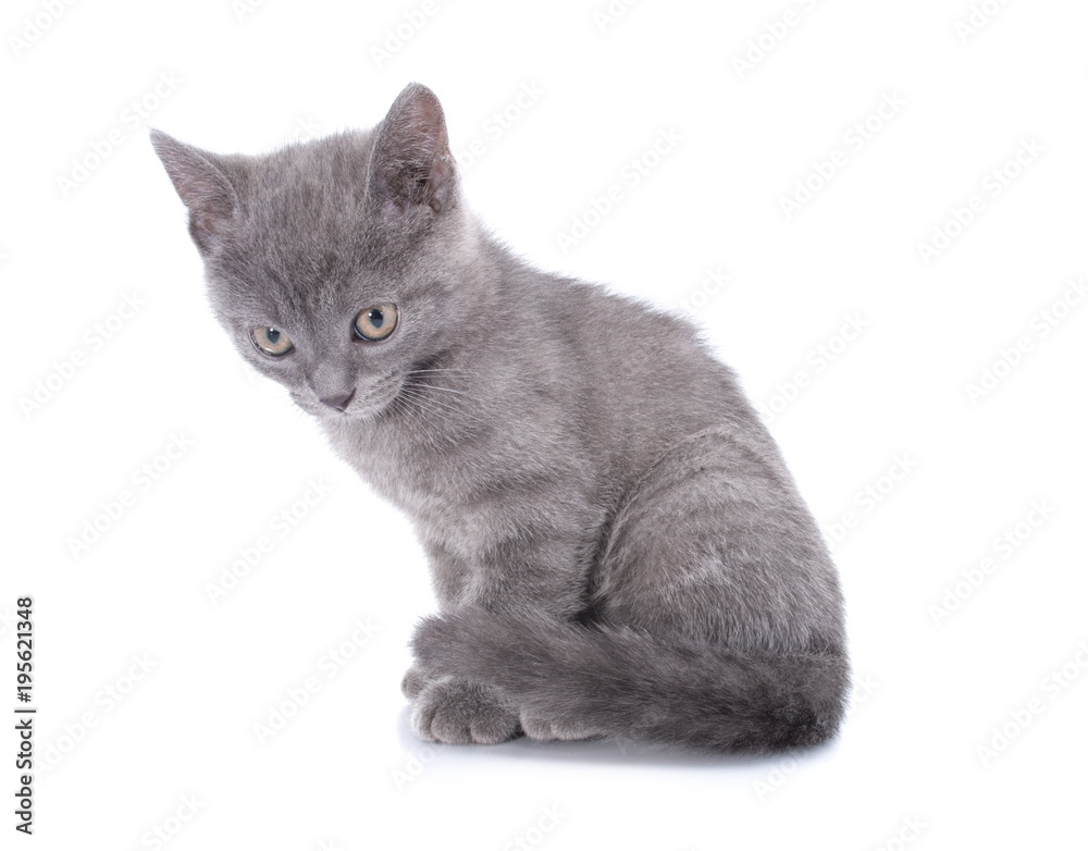 Beautiful small blue cat is isolated on a white background