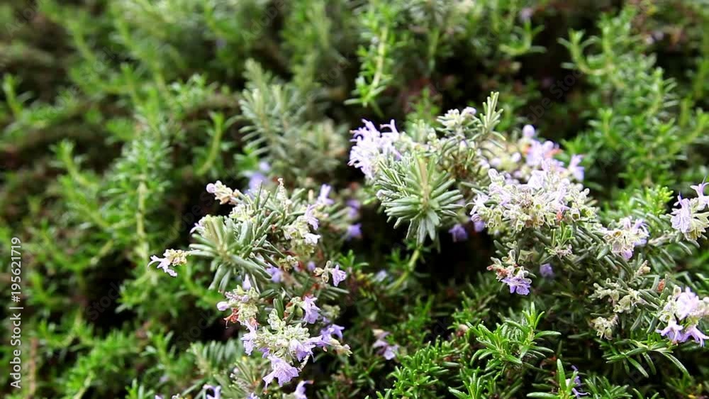 planta de romero con flores moradas y hojas olorosas ,planta que sirve para condimentar en la cocina y también como planta medicinal.