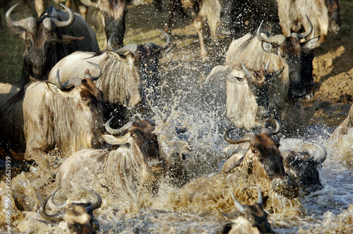 Wildebeests rushing to cross Mara river