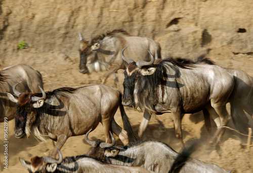 The wildebeests at the bank of Mara river © Dr Ajay Kumar Singh