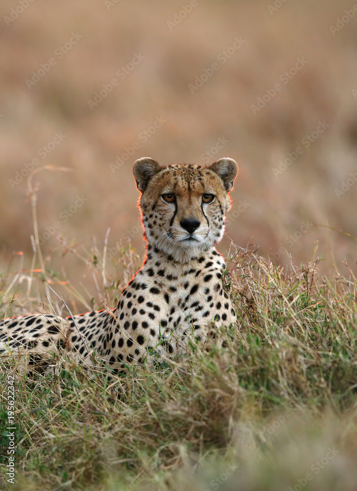 Cheetah resting in the grasses in the evening hours Cheetah resting in the grasses in the evening hours