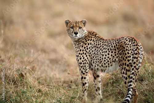 Portrait of a Cheetah in the evening 