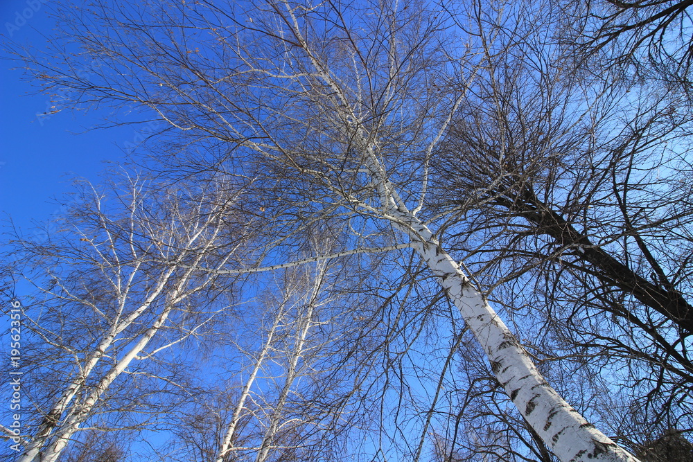 birch trees against the blue sky
