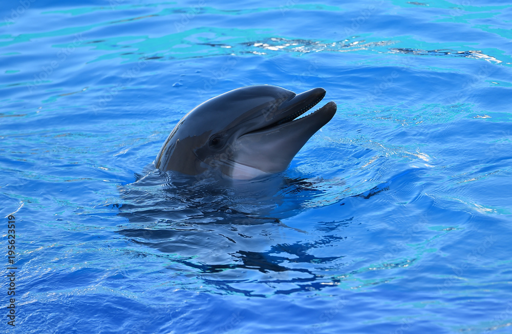 Naklejka premium delfin