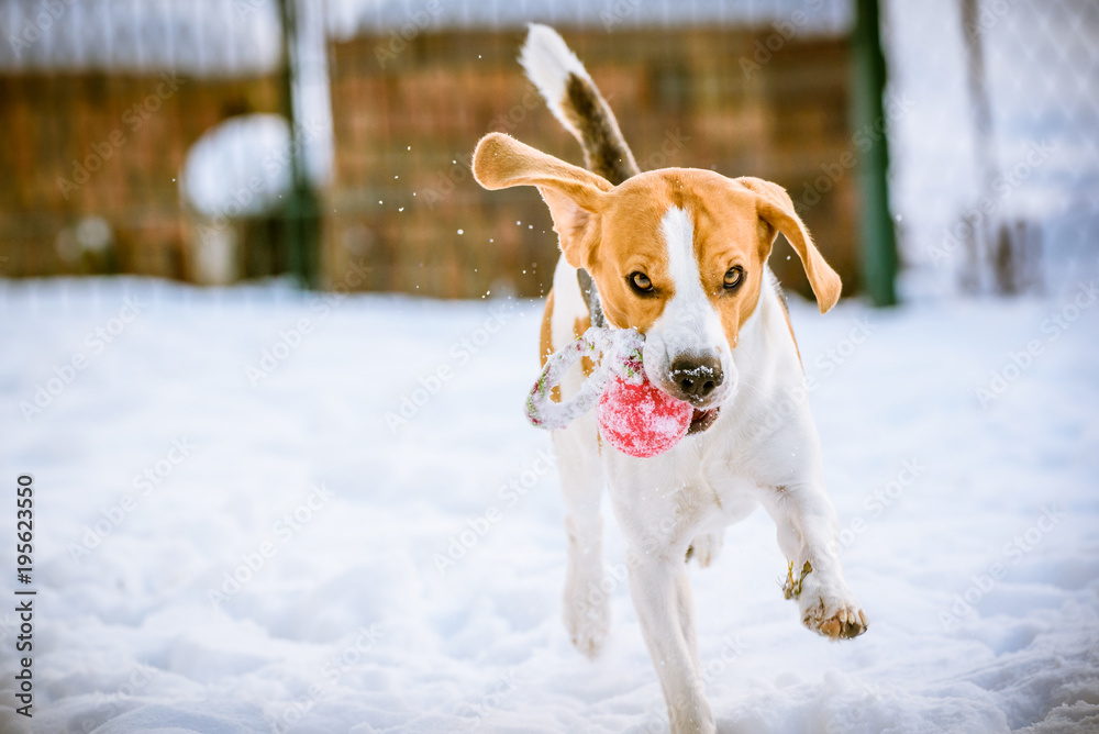 Happy beagle dog run with a ball on the snow
