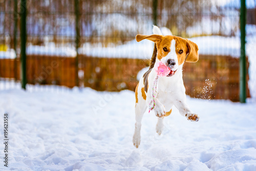 Fototapeta Naklejka Na Ścianę i Meble -  Happy beagle dog run with a ball on the snow