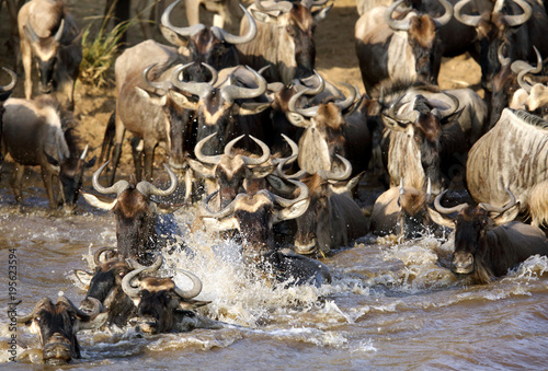 Wildebeests crossing the Mara river with splash of water, Kenya