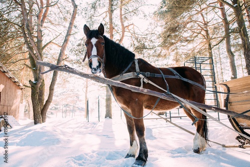 a horse in a harness in the sunlight on the snow