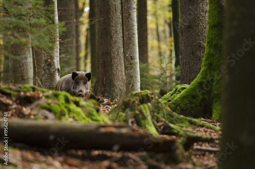 Wild Boar, Sus scrofa, animal in autumn forest, Europe