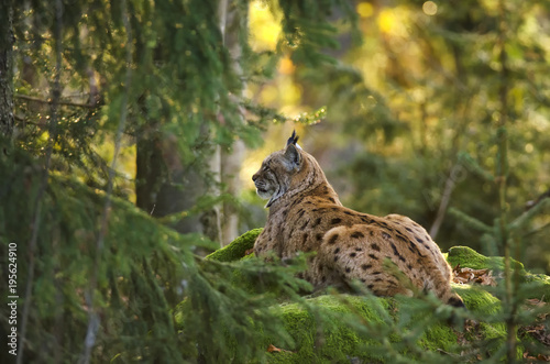 Eurasian Lynx, Lynx lynx, big predator, Bavarian forest National Park, Germany