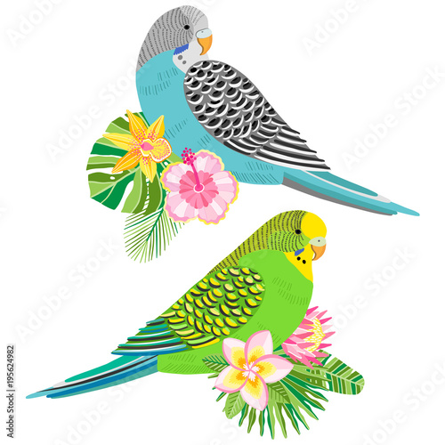 Budgerigar parakeet budgie parrot vector illustration
