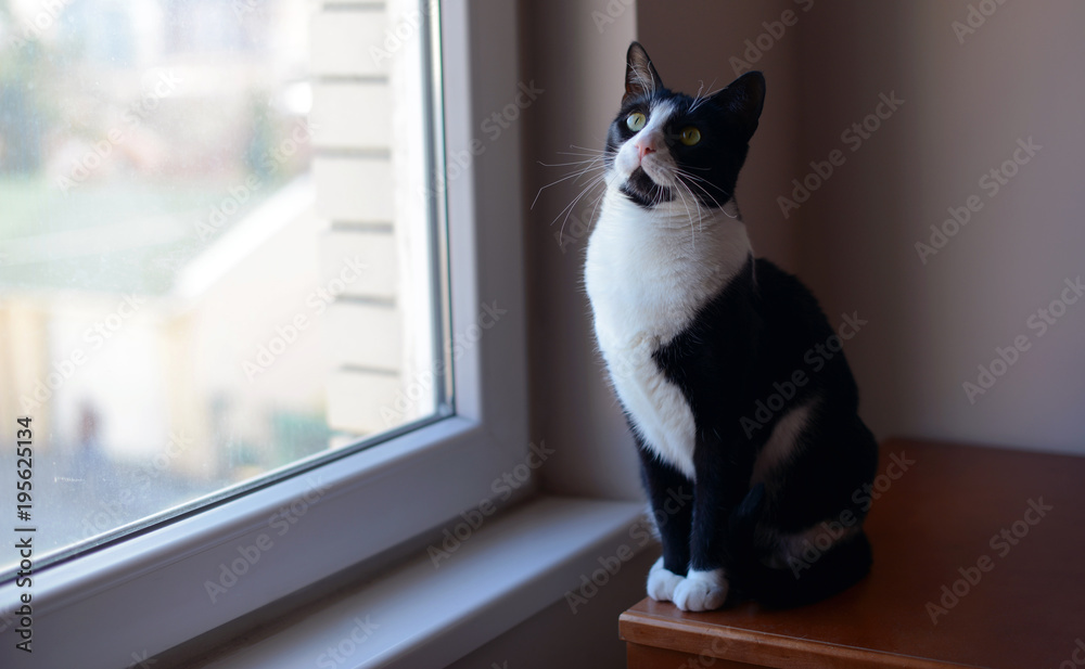 Black and white cat sitting on wooden chest near the window