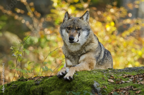 Gray Wolf  Canis lupus  Bavarian forest  autumn forest  predator