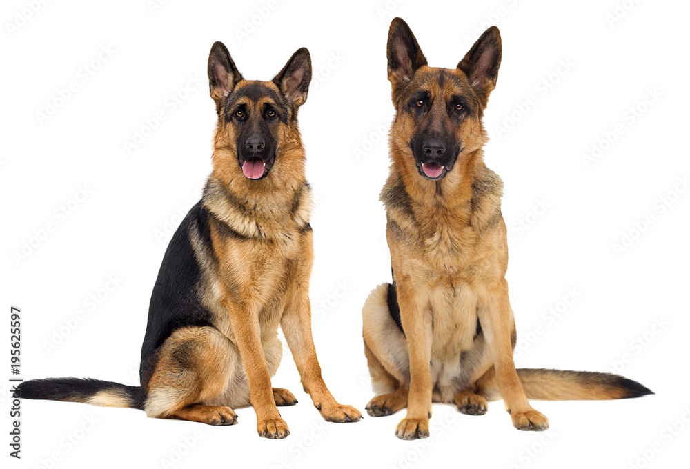 German Shepherd dog in full growth on a white background isolate