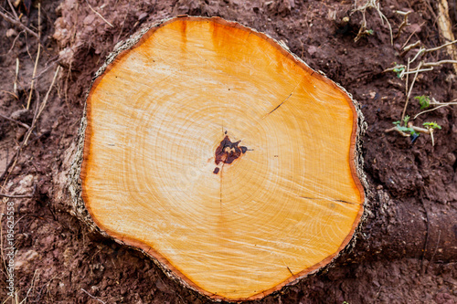 Top view of  Old tree stump
