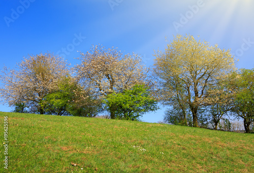 Spring field of grass and flowering trees with blue sky and sunlight.