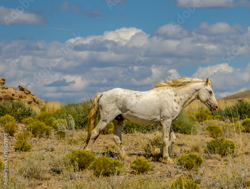 Beautiful, wild and ragged horse on the Navajo reservation in Arizona. 