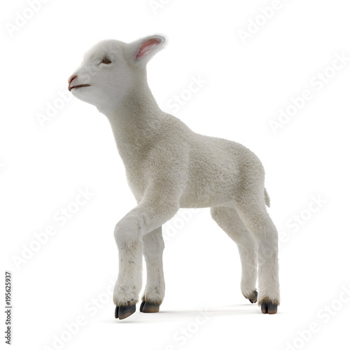 Lamb standing up  isolated on a white. 3D illustration