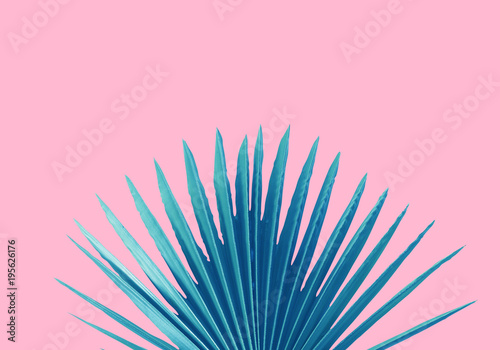 blue Palm leaf pink background concept Illustration