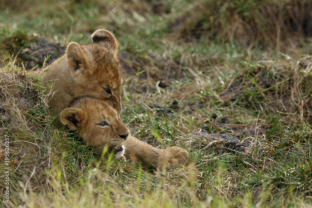Obraz premium The lion cubs playing