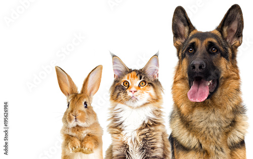 Fototapeta Naklejka Na Ścianę i Meble -  cat and dog looking on a white background isolated