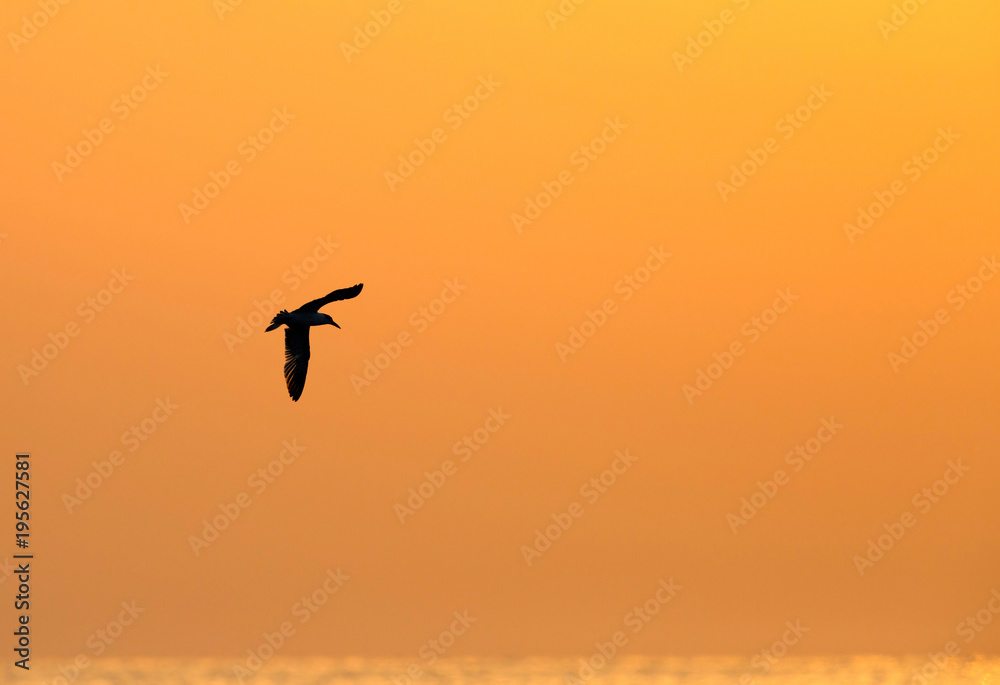 Fototapeta premium Seagulls are typically medium to large birds and grey or white in color