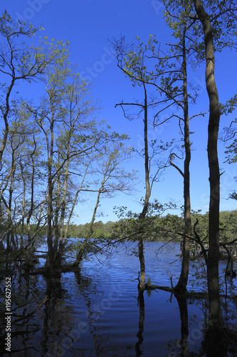 Fototapeta Naklejka Na Ścianę i Meble -  Wooded wetlands of Jezioro Dolgie Male - Little Dolgie Lake - natural reserve area by Baltic Sea central shore near town of Rowy in Poland in summer season