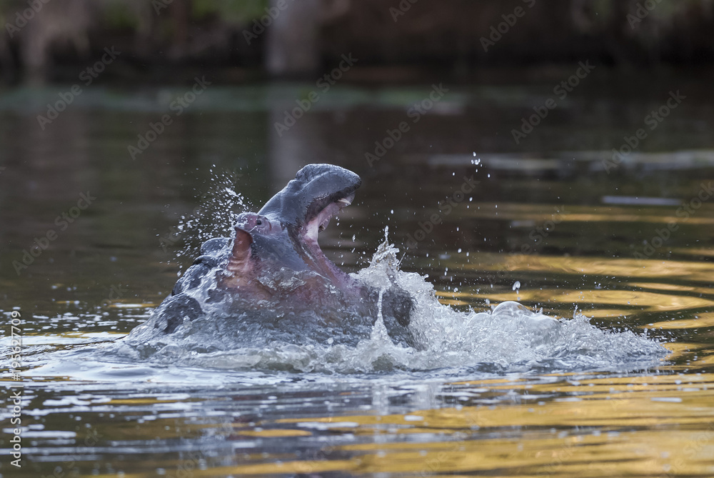 Fototapeta premium Hippopotamus Kruger National Park