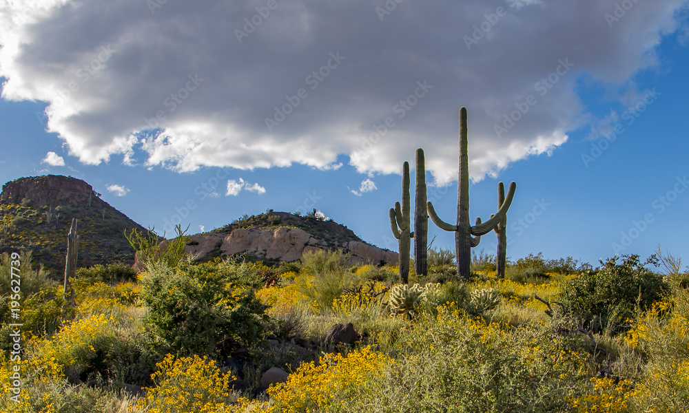 Spring time in the Sonoran desert near Scottsdale, Arizona.