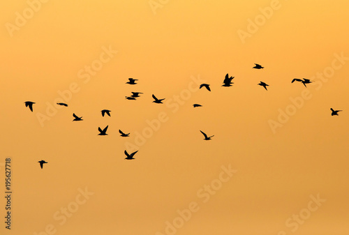 Silhouette of seagull during morning, Asker, Barhrain