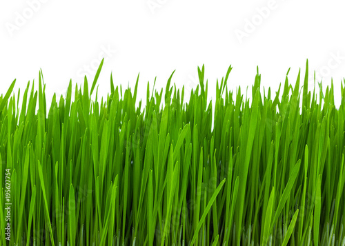 Lush green grass on a white background.