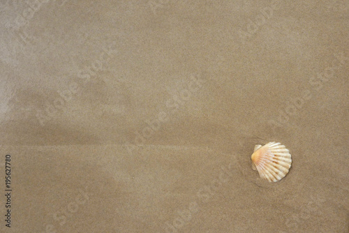 mała muszla świętego jakuba leżąca na piasku w widoku z góry