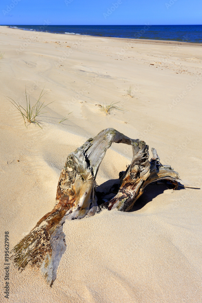 Obraz premium Dry tree remaining on sand dunes and beach of Baltic Sea central shore near town of Rowy in Poland