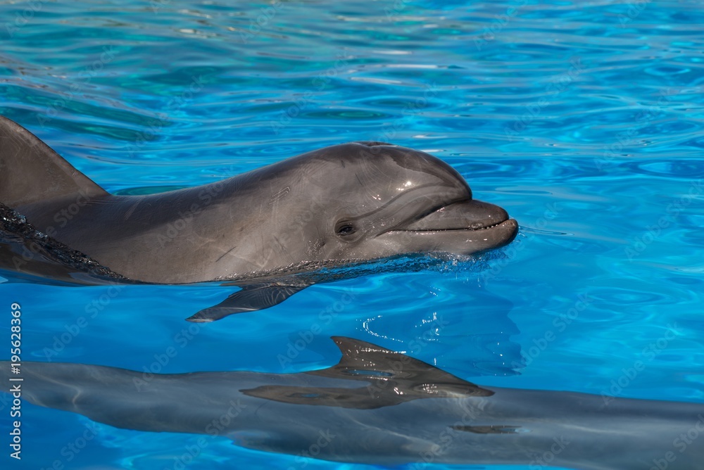 Naklejka premium Head of a dolphin in the water profile
