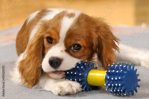 Cavalier King Charles Spaniel Welpe mit Hundespielzeug