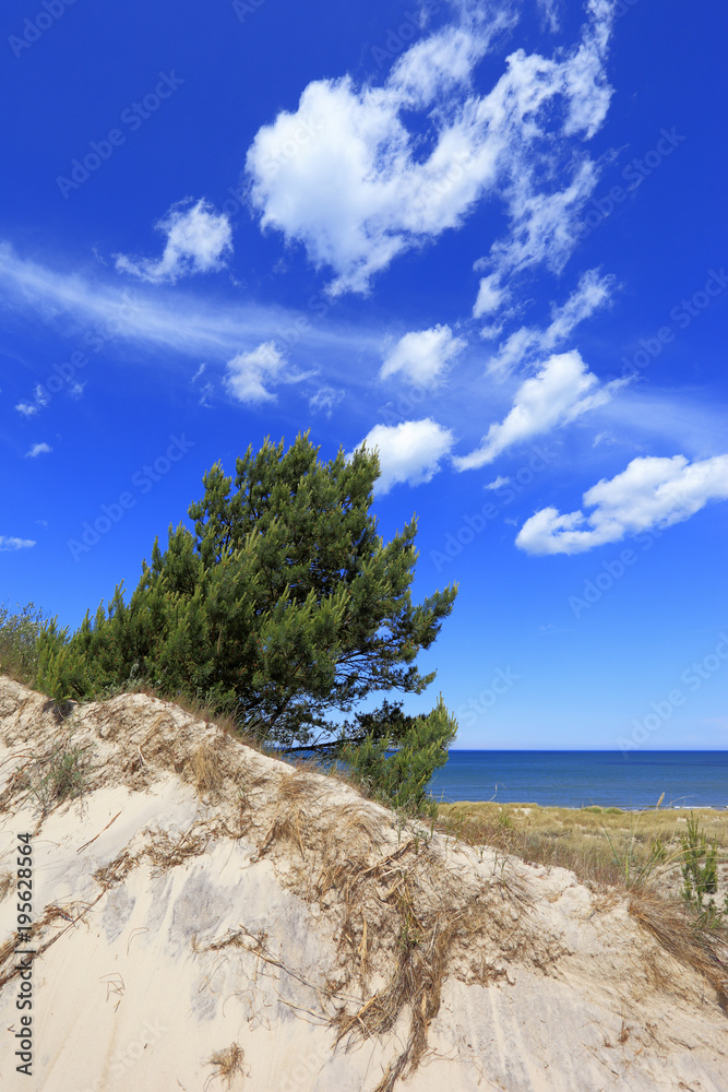 Sand dunes covered with dry grass and trees and beach of Baltic Sea central shore near town of Rowy in Poland