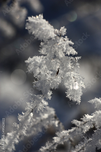 Winter picture./The thick layer of brilliant hoarfrost on dry runaways makes impression of a holiday.