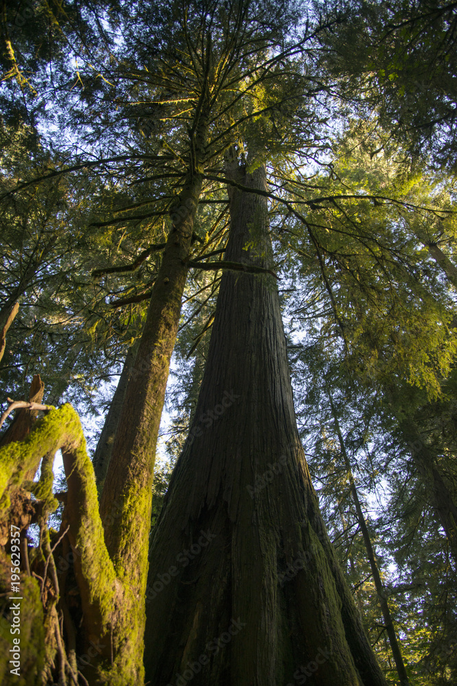 Fototapeta premium A Douglas fir tree at Old forest Cathedral Grove in MacMillan Park