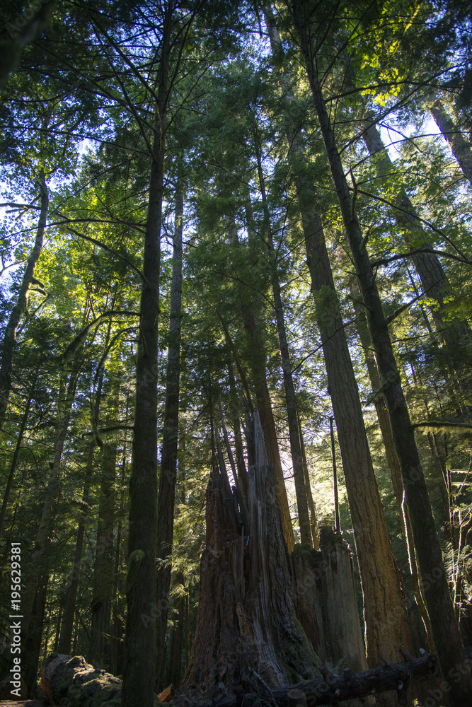 Douglas fir trees at Old forest Cathedral Grove in MacMillan Park Douglas fir trees at Old forest Cathedral Grove in MacMillan Park